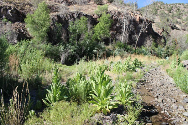 10 Day 2025 Mid Summer Plant Medicine Field School/Intensive - 10 Glorious Days with The Plants!  Wildcrafting, Medicine Making, & Adventure! My LAST Field Teaching Session. Retiring These Sessions After This One! Final Call ...