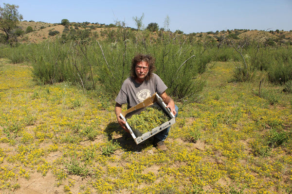 10 Day 2025 Mid Summer Plant Medicine Field School/Intensive - 10 Glorious Days with The Plants!  Wildcrafting, Medicine Making, & Adventure! My LAST Field Teaching Session. Retiring These Sessions After This One! Final Call ...