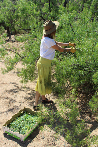 10 Day 2025 Mid Summer Plant Medicine Field School/Intensive - 10 Glorious Days with The Plants!  Wildcrafting, Medicine Making, & Adventure! My LAST Field Teaching Session. Retiring These Sessions After This One! Final Call ...