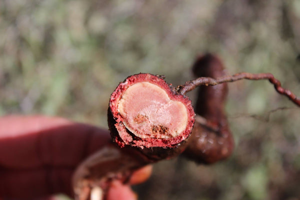 RED ROOT EXTRACT -  (Ceanothus greggii) 4 Ounce Size - Next Batch Available After August 15th, 2024 - Order Now and SAVE!