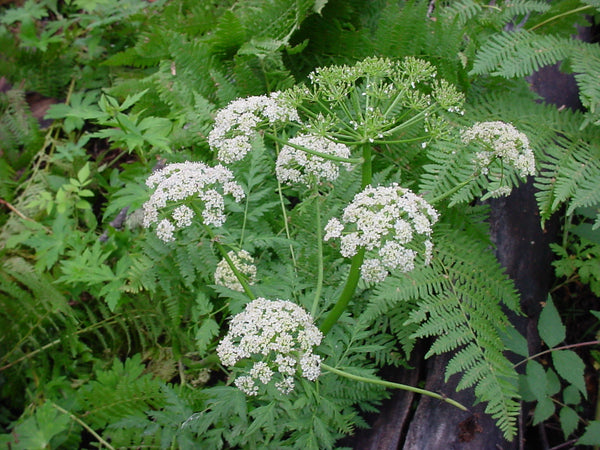 (50) OSHA SEEDS - Ligusticum porteri - With Mycelium Rich Soil - AVAILABLE AFTER OCTOBER/2023